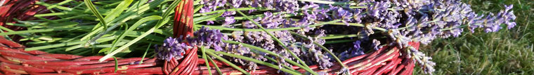 Basket of Lavendar